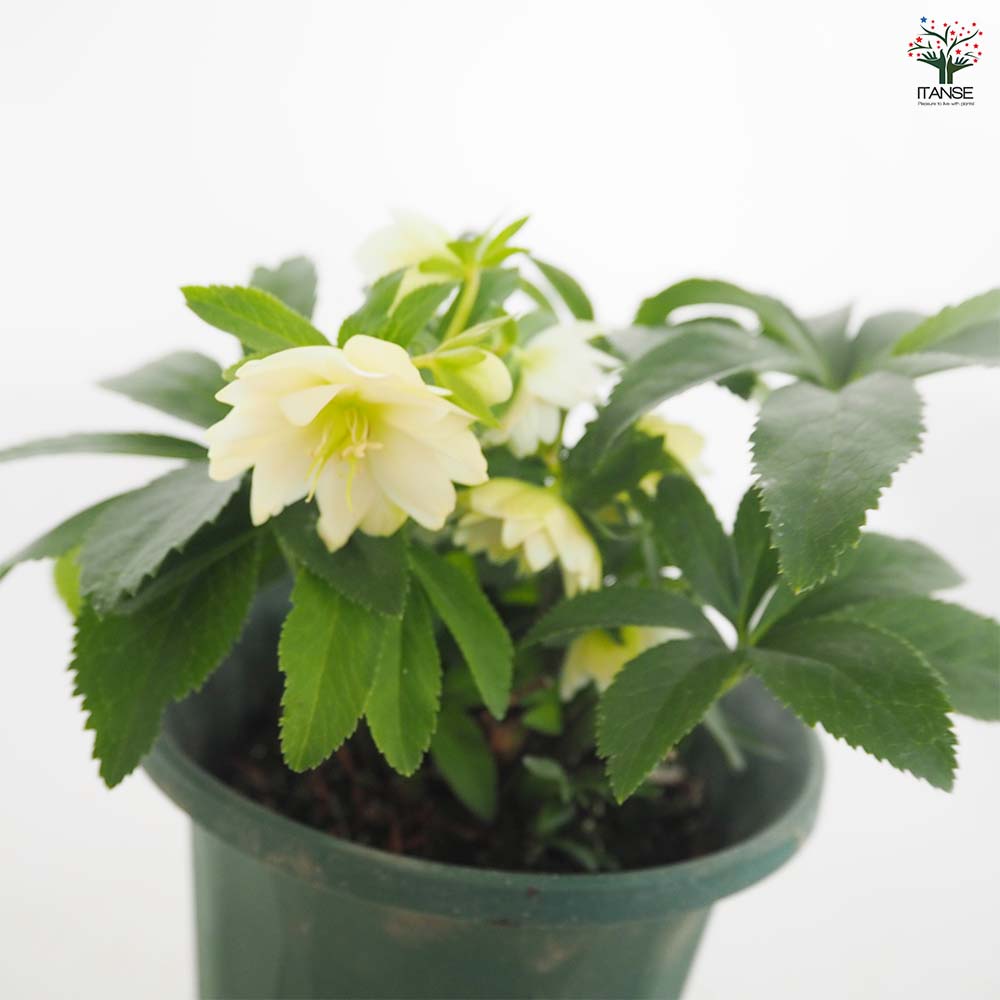 クリスマスローズ プチドール沙羅 【花苗 5号／1個売り】｜ 【植物の