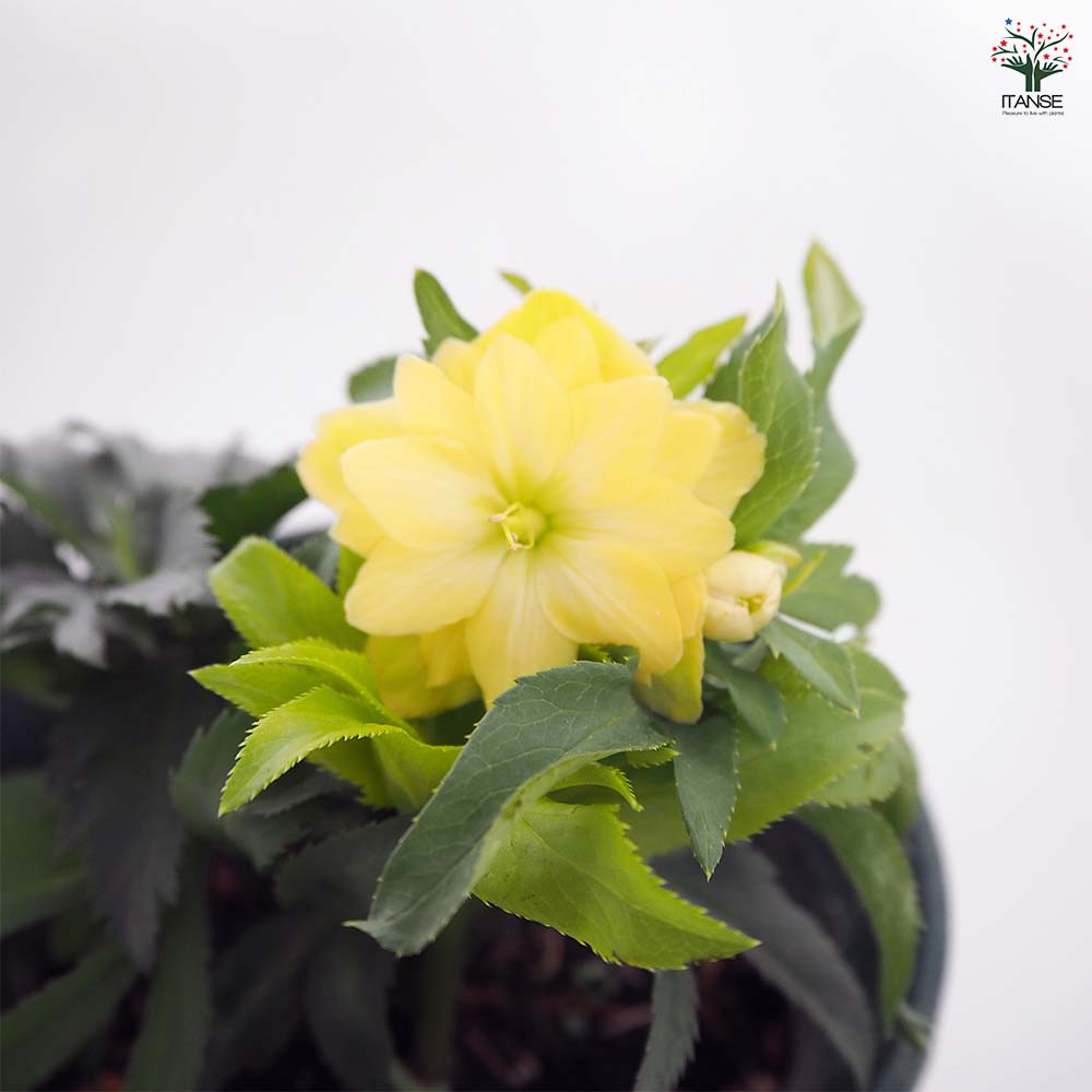 クリスマスローズ あんず小鞠(こまり) 【花苗 5号／1個売り】｜ 【植物