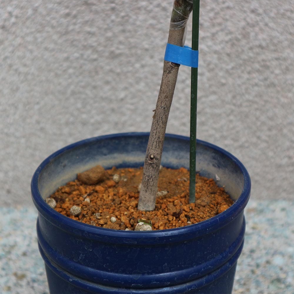 ポポー 品種：ミッチェル【果樹苗 2年生 接木苗 5号鉢／1個】｜ 【植物