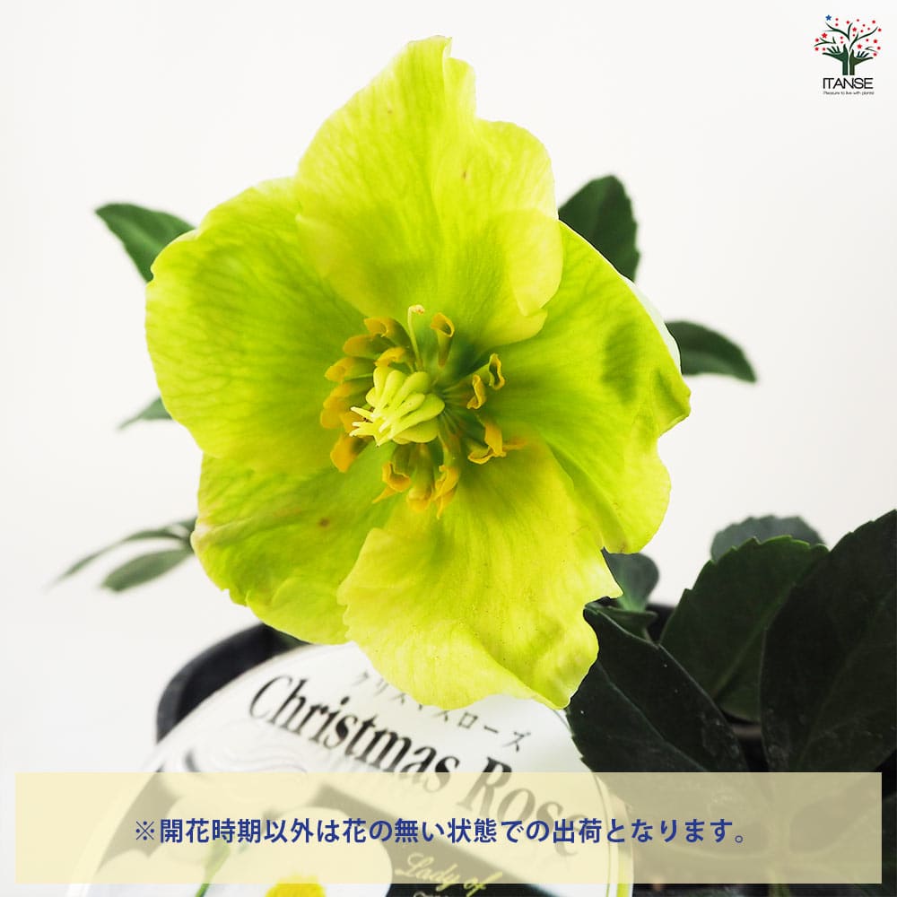 クリスマスローズ ウィンターゴールド 【花苗 5号ポット／1個売り