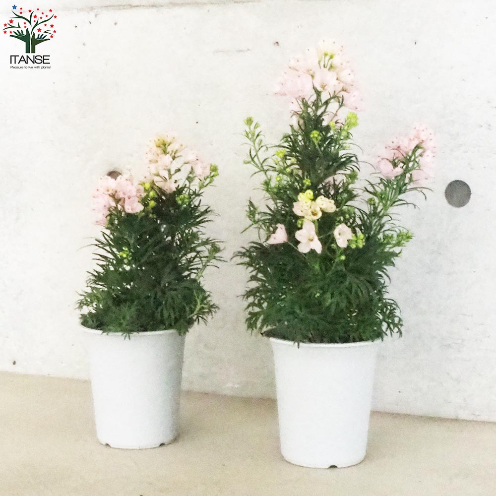 デルフィニウム さくらひめ【花苗 4号ポット】｜ 【植物のITANSE