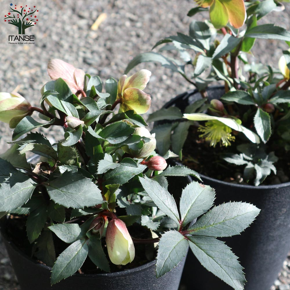 クリスマスローズ モンテクリスト【花苗 5号ポット苗／1個売り