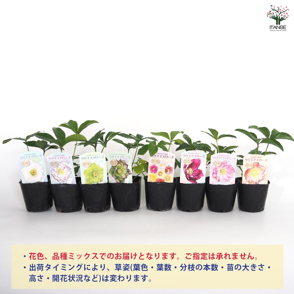 クリスマスローズ ダブル咲きMIX2個～ 【花苗 3号】｜ 【植物の