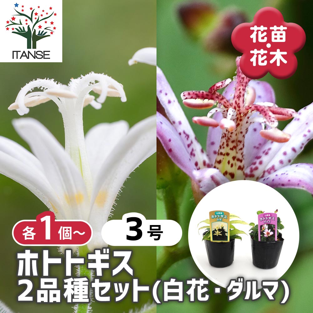 ホトトギス 2品種セット(白花 ダルマ)【花苗 3号】｜ 【植物の
