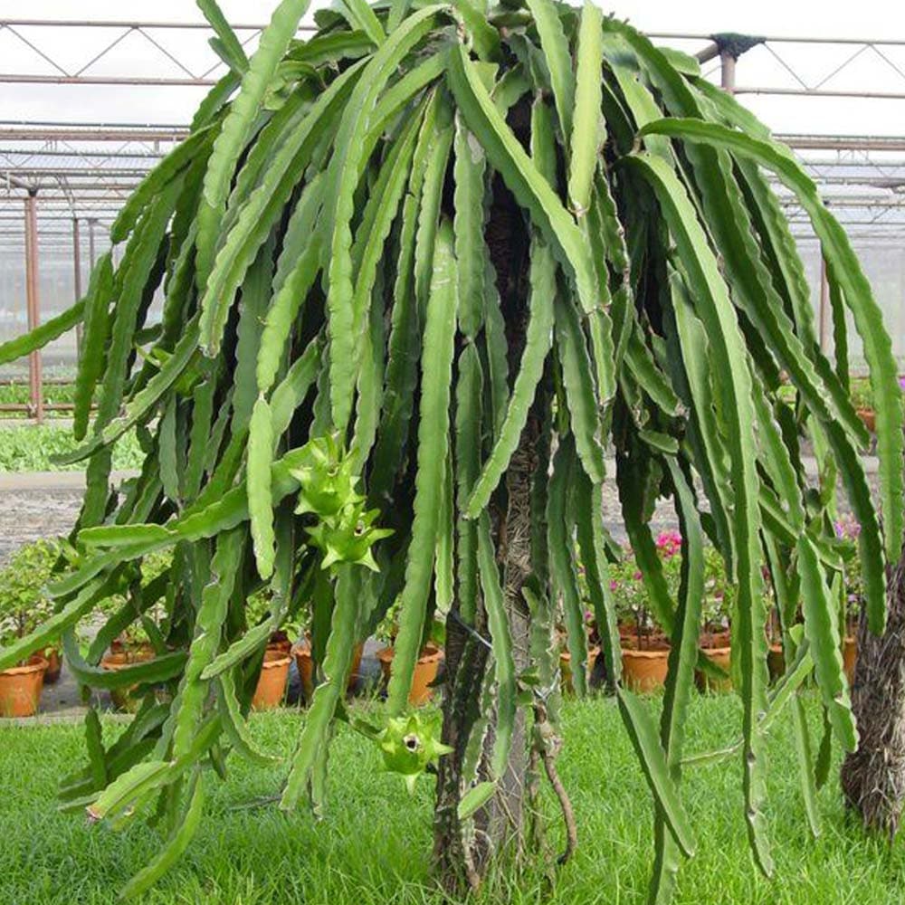 ドラゴンフルーツ 白肉【果樹苗 10.5cmポット】｜ 【植物の