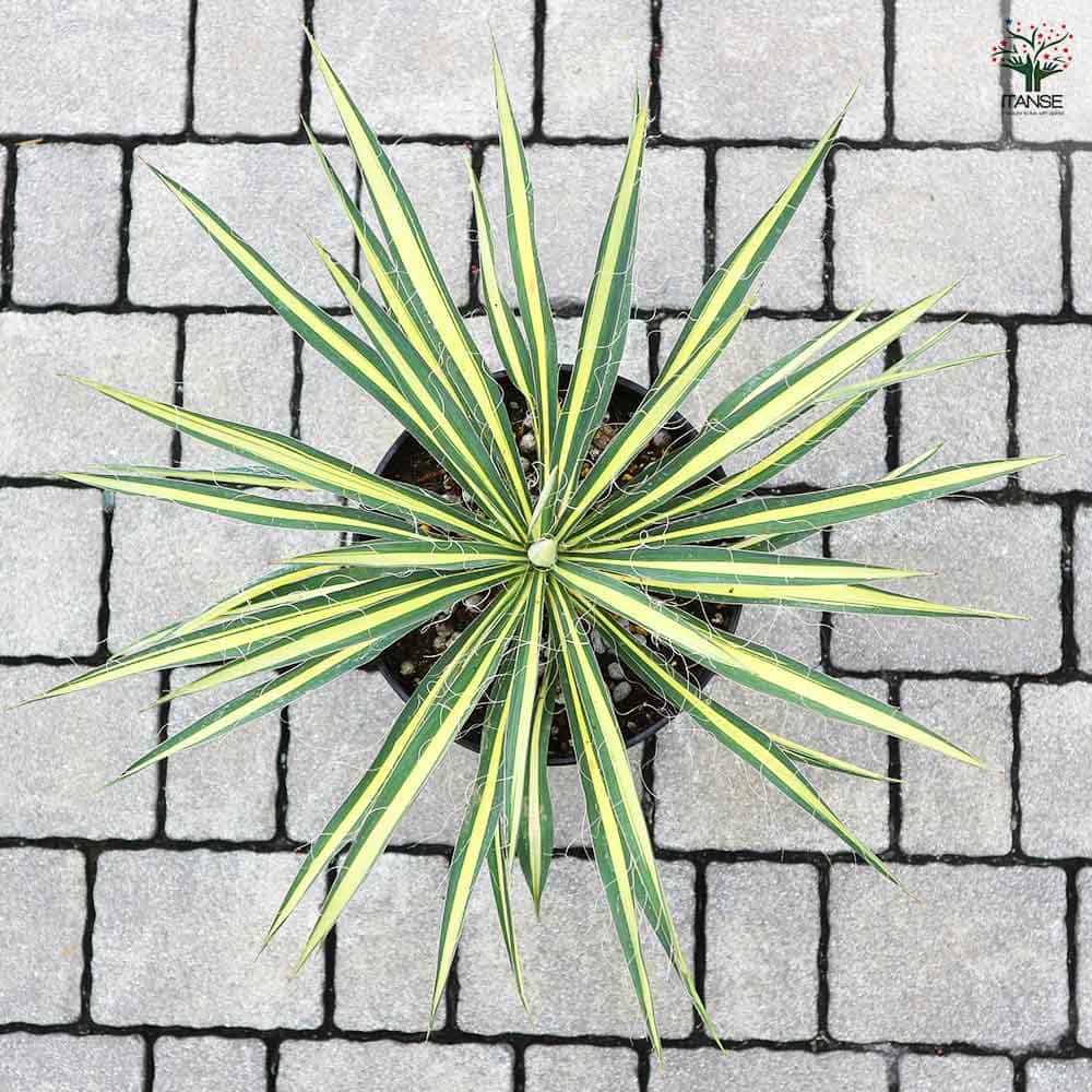 ユッカ カラーガード 【観葉植物 7号／1個売り】｜ 【植物の