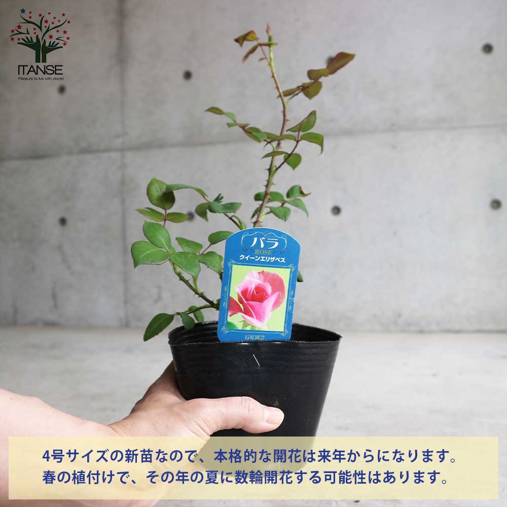 薔薇の苗 クイーンエリザベス (四季咲きハイブリッドティーローズ