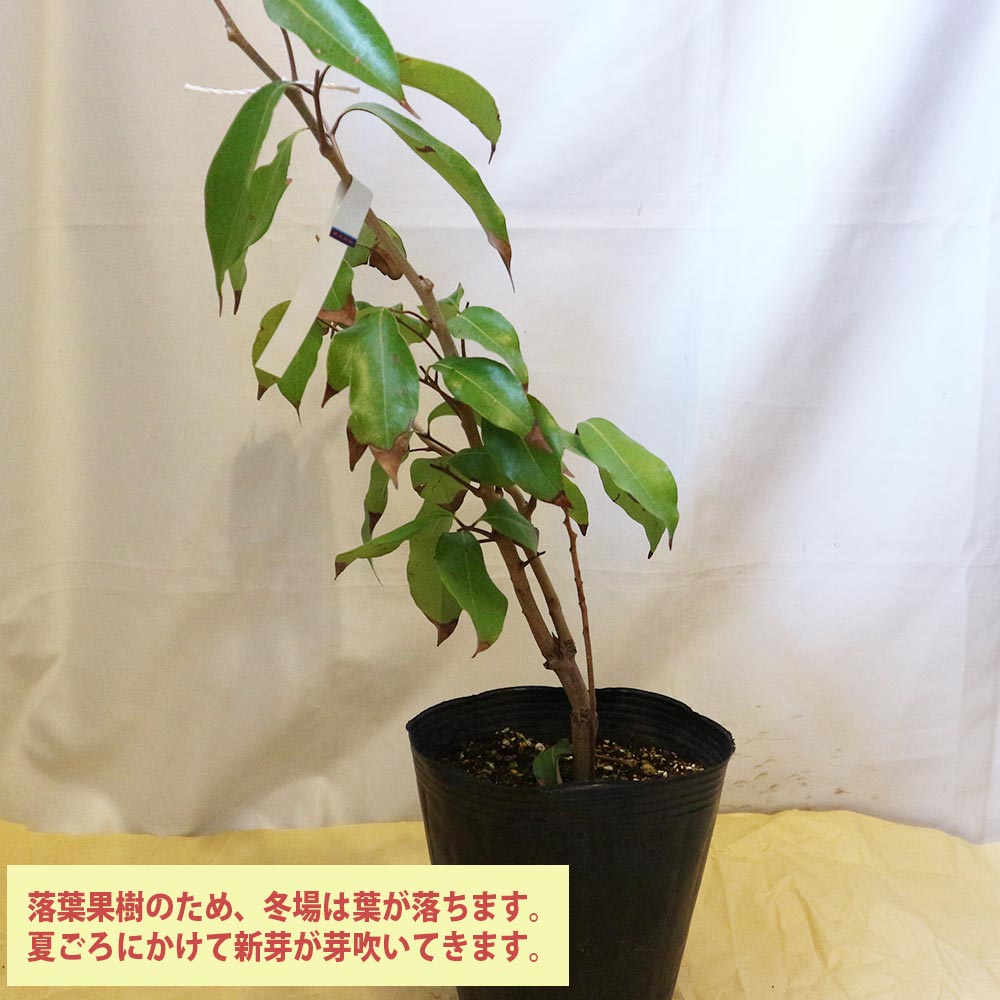 ライチ 玉荷包(ぎょくかほう)とり木大苗 Lサイズ 4～5年生苗 」【6号