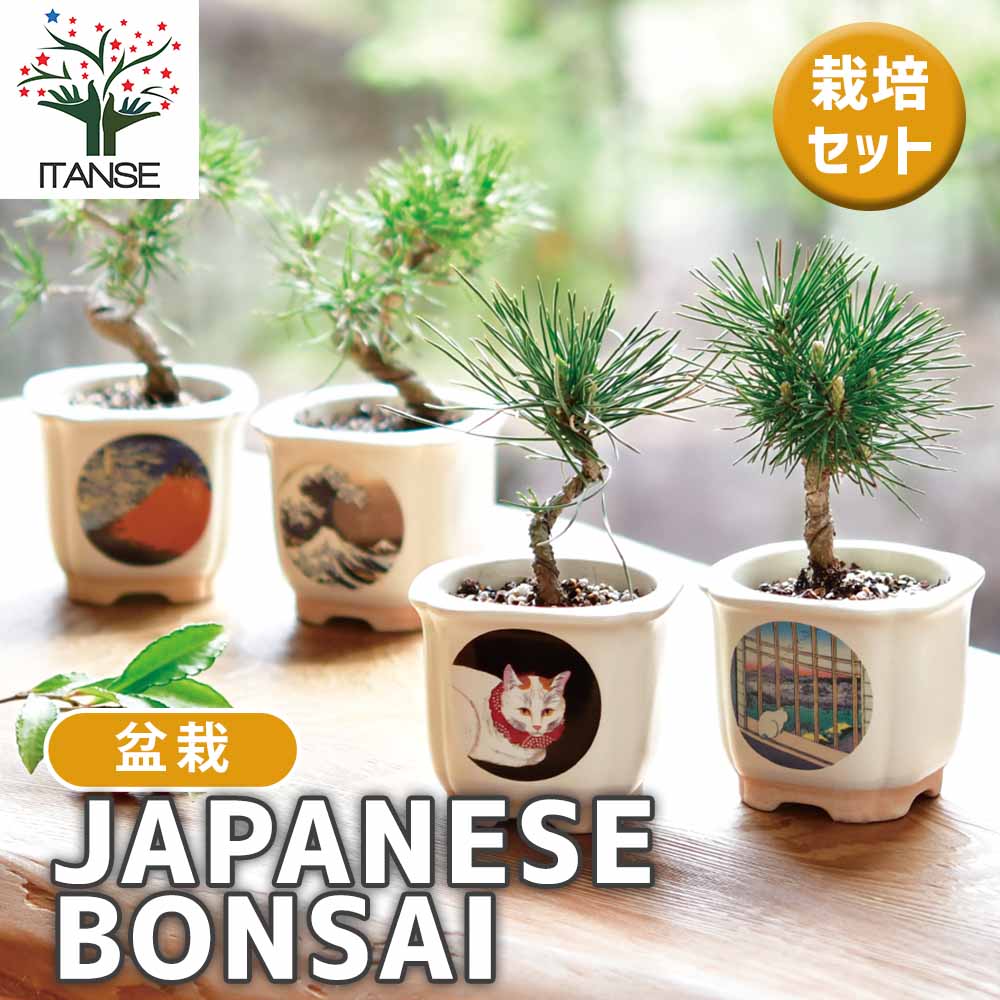栽培セット JAPANESE BONSAI｜ 【植物のITANSE】全品送料無料