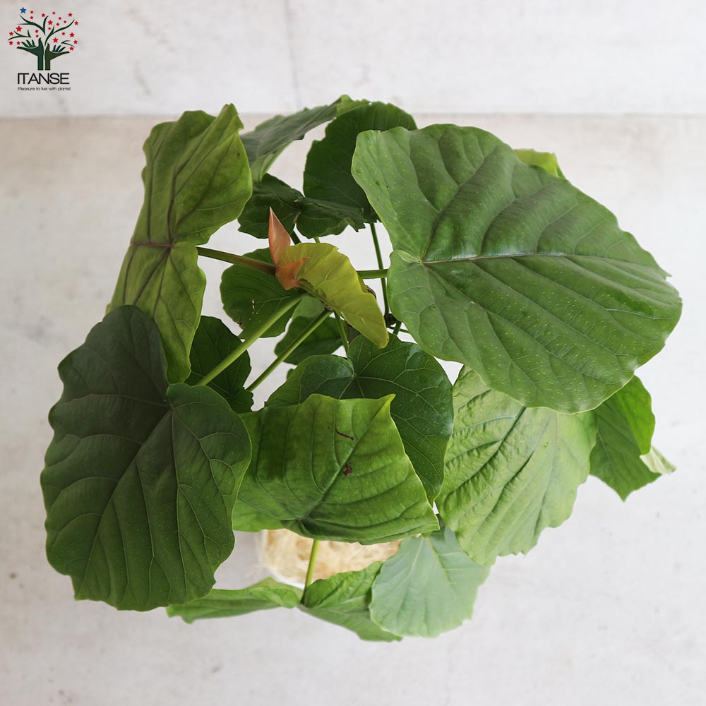 フィカス ウンベラータ ゴムの木の仲間【観葉植物 大型 8号白角鉢