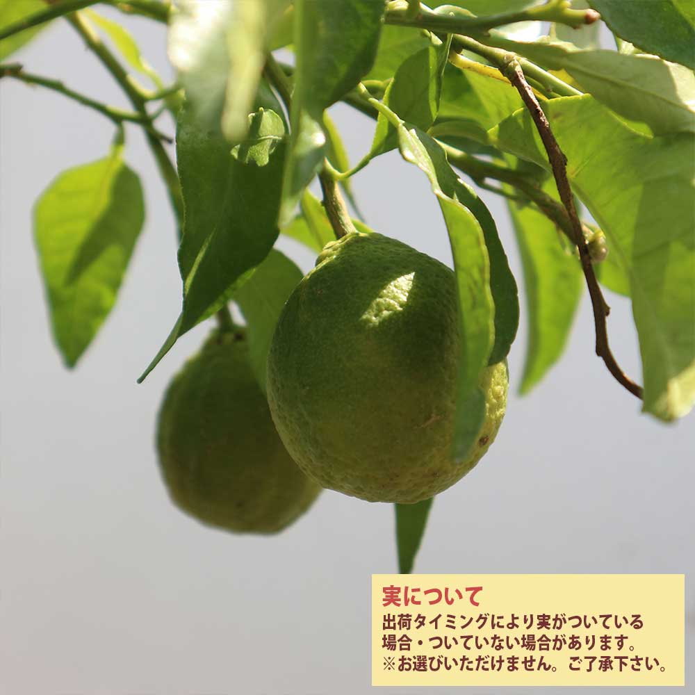 デコポンの苗木 不知火【果樹苗 3年生 接木苗21～24cmポット／1個