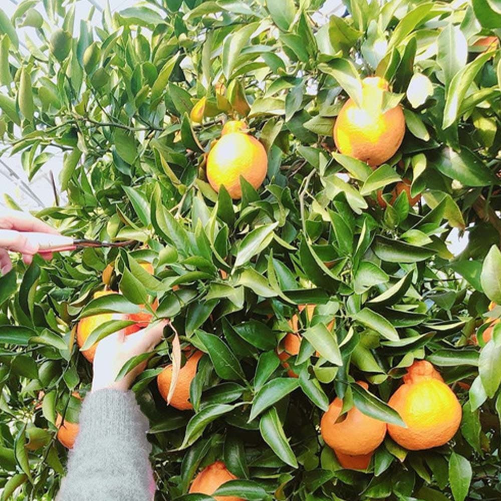 デコポンの苗木 不知火【果樹苗 3年生 接木苗21～24cmポット／1個