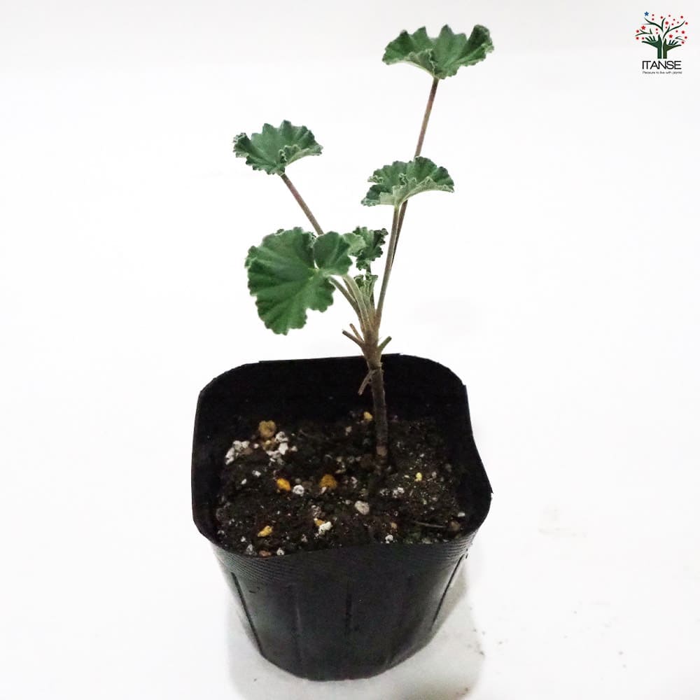 ゼラニウム シナモン 【ハーブの苗 9cmポット】｜ 【植物の