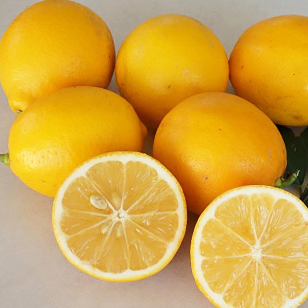 レモン スイートレモネード【果樹苗 2年生 接木苗 15cmポット