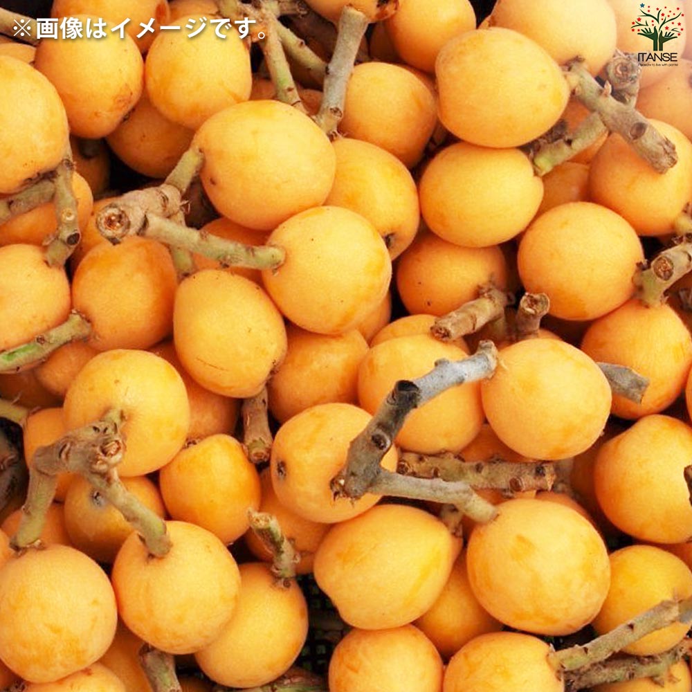 枇杷(びわ)の苗木 品種：クイーン長崎【果樹の苗 13.5cmポット 1年生