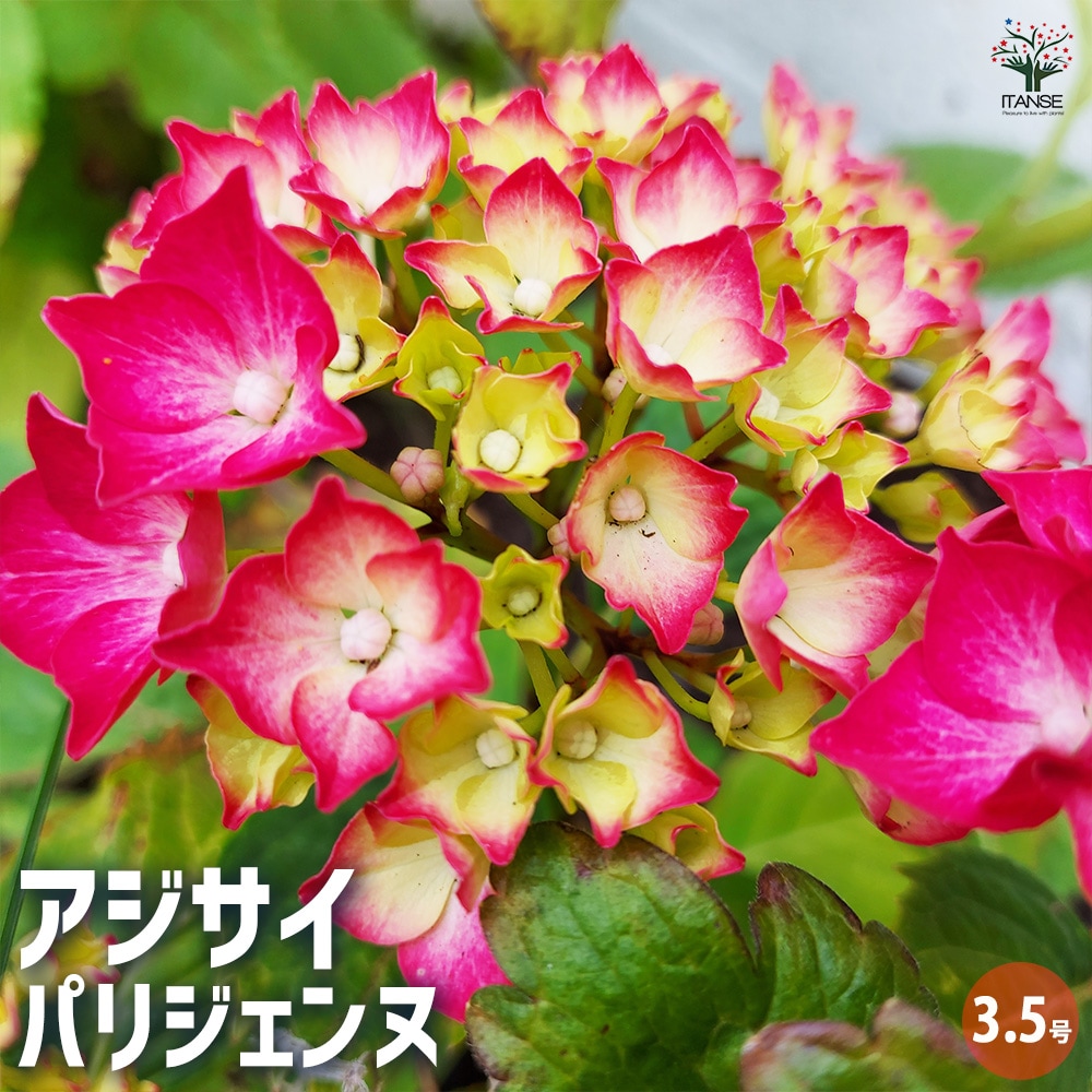 アジサイ パリジェンヌ 【花木苗 3.5号】｜ 【植物のITANSE