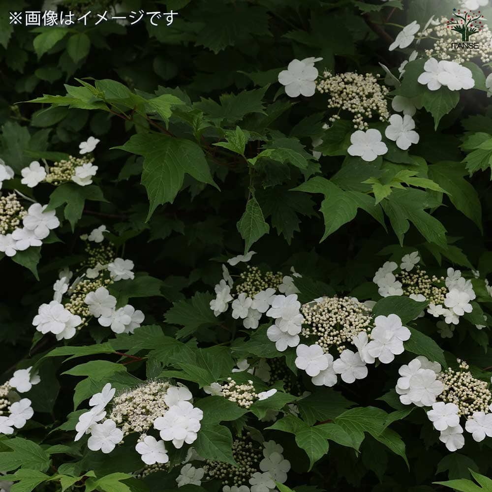 常緑アジサイ 台湾トキワアジサイ 【花木苗 3号】｜ 【植物の