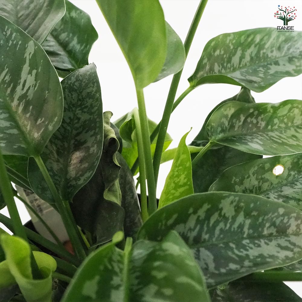 観葉植物 スキスマトグロッティス 【観葉植物 7号鉢／1個売り