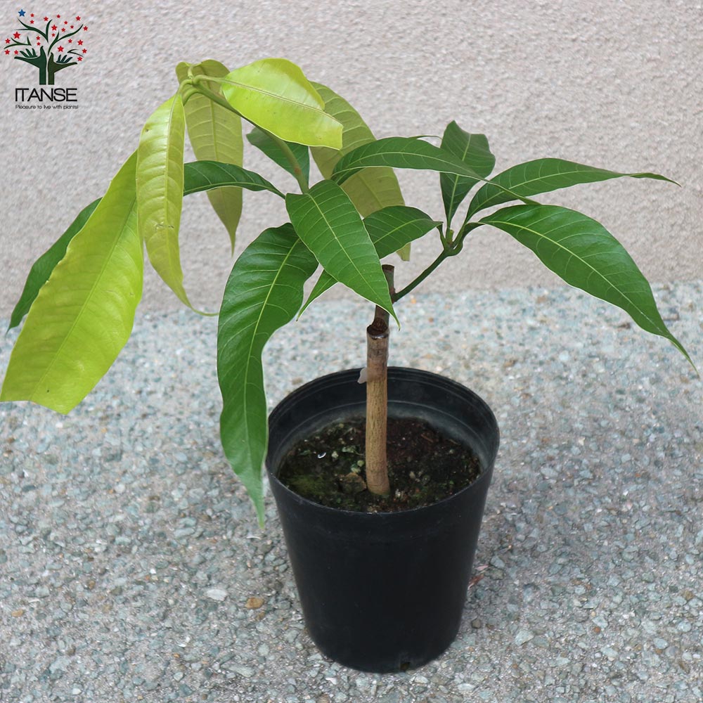 マンゴーの苗木 紅龍(こうりゅう)【果樹の苗木 6号硬質ポット 2年生