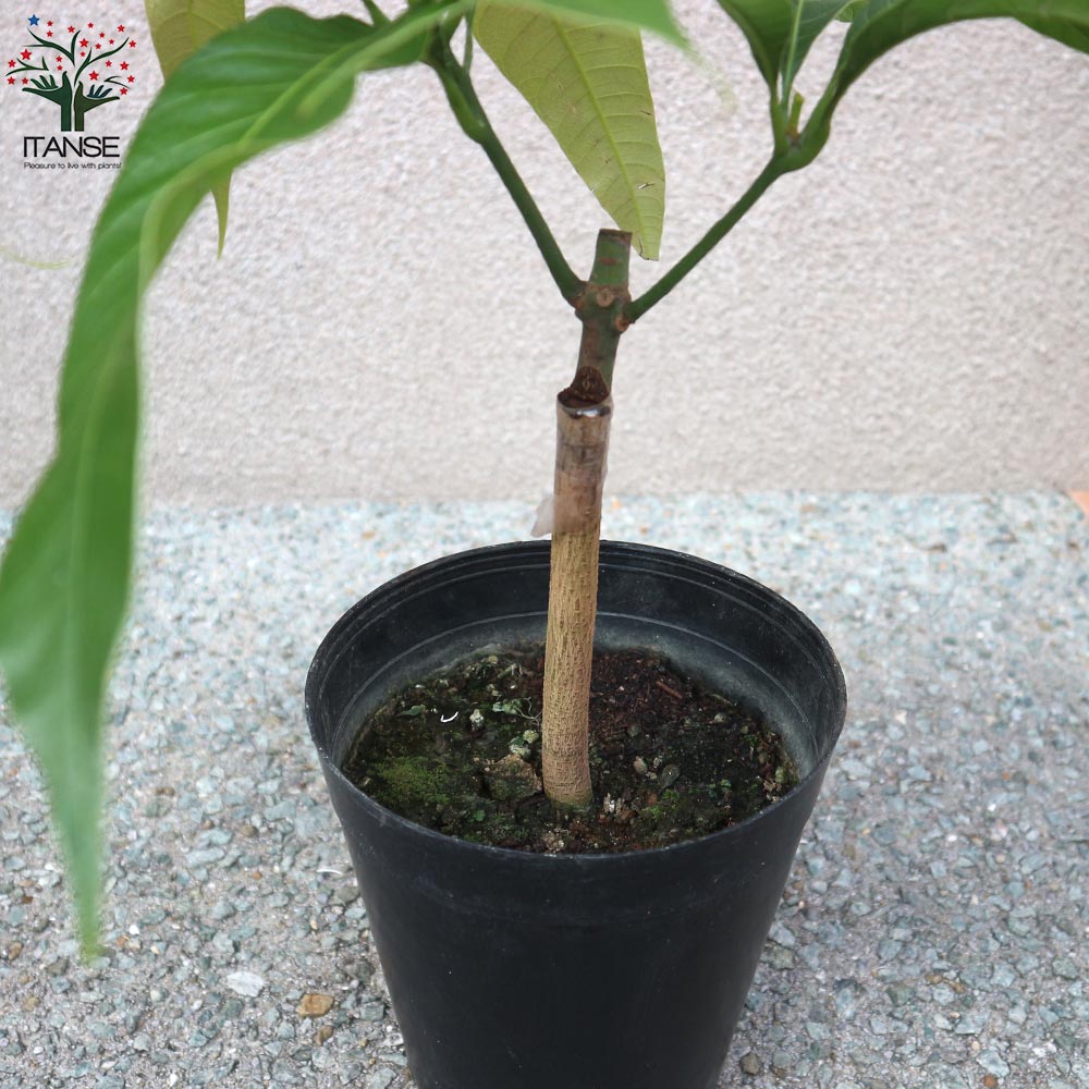 マンゴーの苗木 紅龍(こうりゅう)【果樹の苗木 6号硬質ポット 2年生