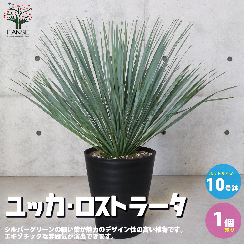 ユッカ・ロストラータ【観葉植物 10号鉢：リビングやオフィス向き