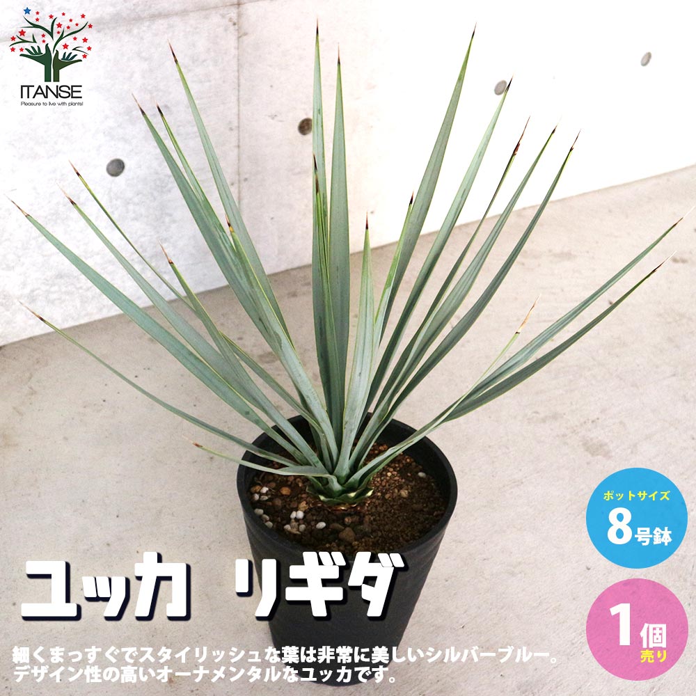 ユッカ リギダ 【観葉植物 8号プラスチック鉢：リビングやオフィス向き