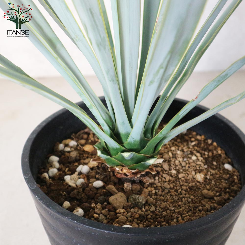 ユッカ リギダ 【観葉植物 8号プラスチック鉢：リビングやオフィス向き