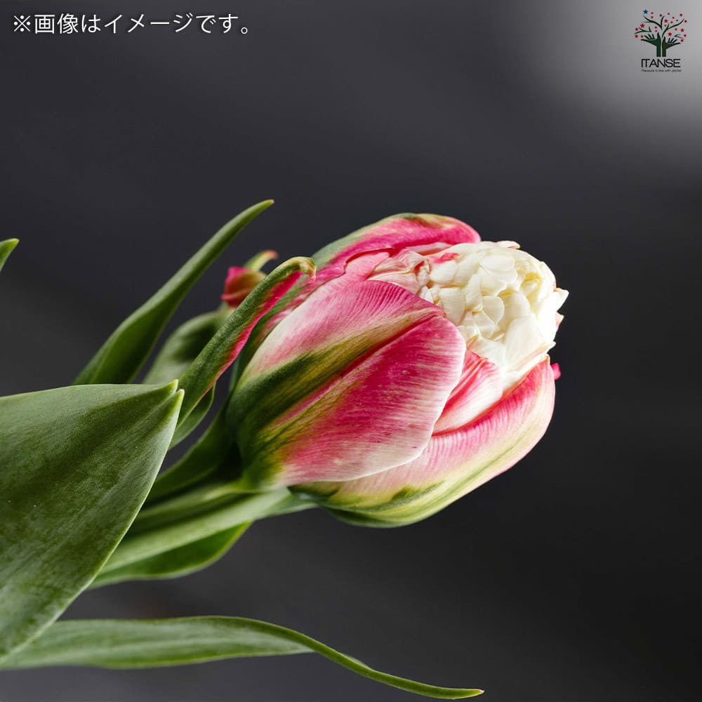 八重咲チューリップ アイスクリーム【花球根／お買い得3球セット