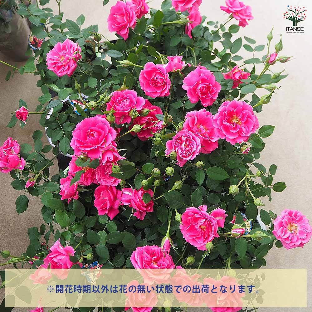 ミニ薔薇 スカイピンク 【花木苗 4号】｜ 【植物のITANSE】全品