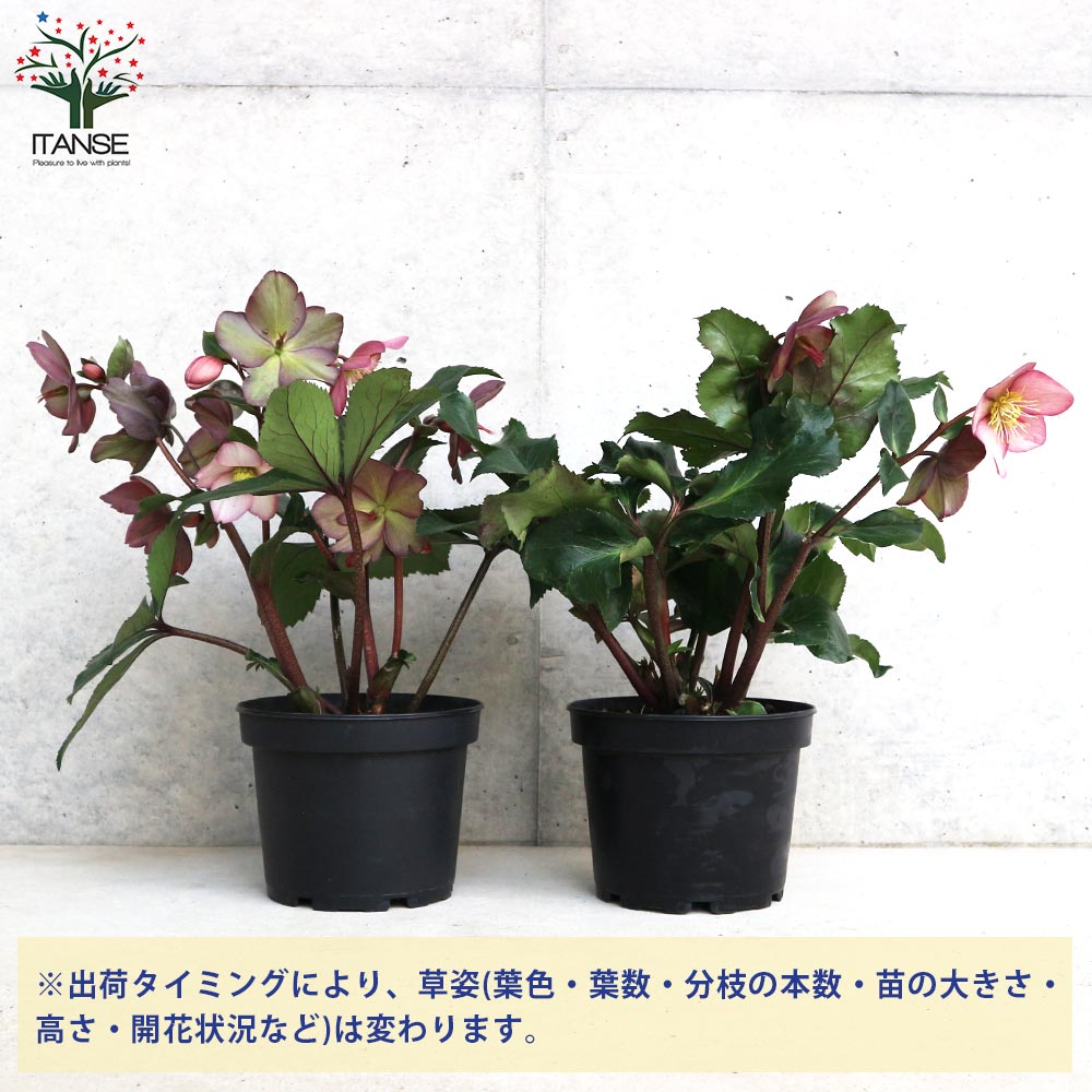 クリスマスローズ 氷の薔薇 ローズ【花苗 5号鉢／1個売り】｜ 【植物の