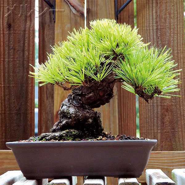 ○錦松 夢錦 1株｜メルシーオンラインショップ