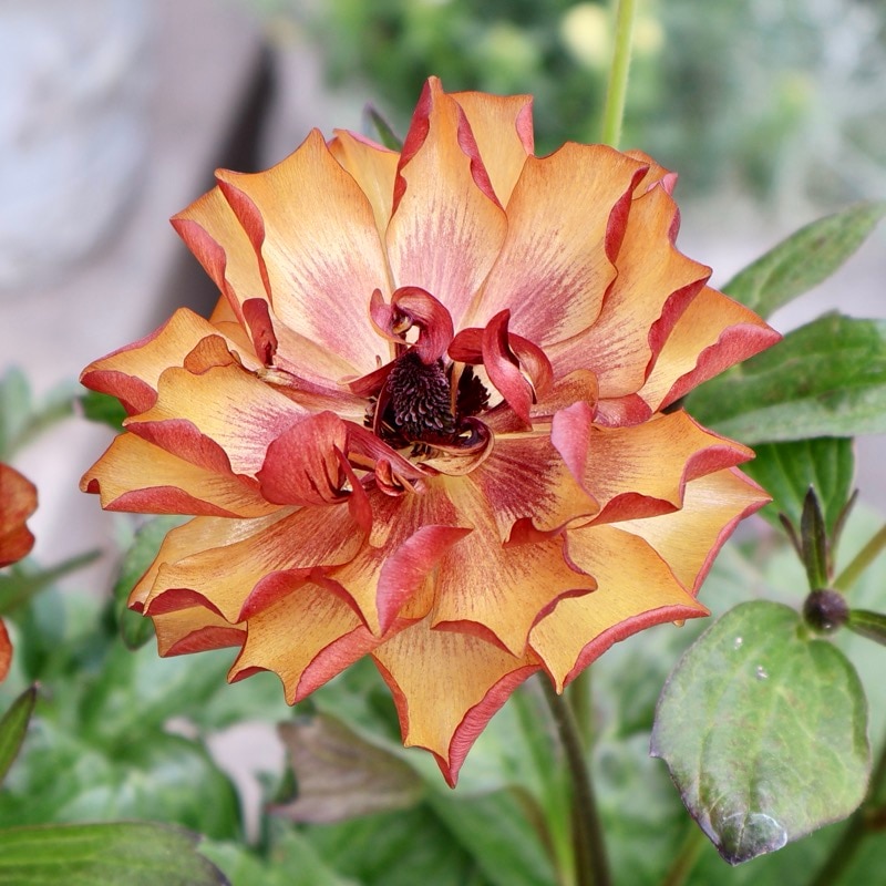 ラックス｜2024年も豊富な花色が揃っています｜ネット通販ショップ～風