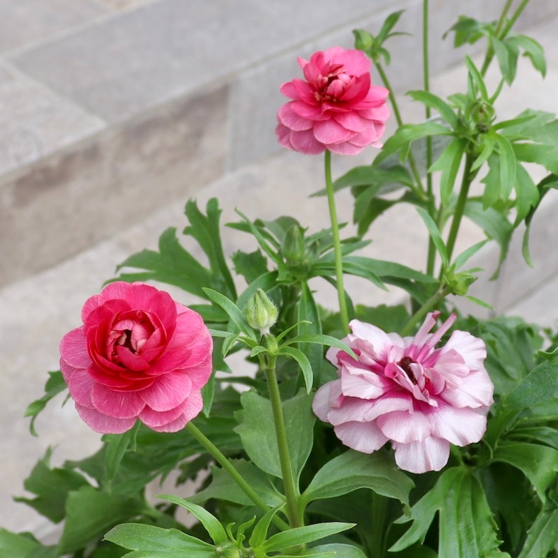 お値打ちの特大株!!《画像(最後の3枚)の現品1点限り》ラナンキュラス