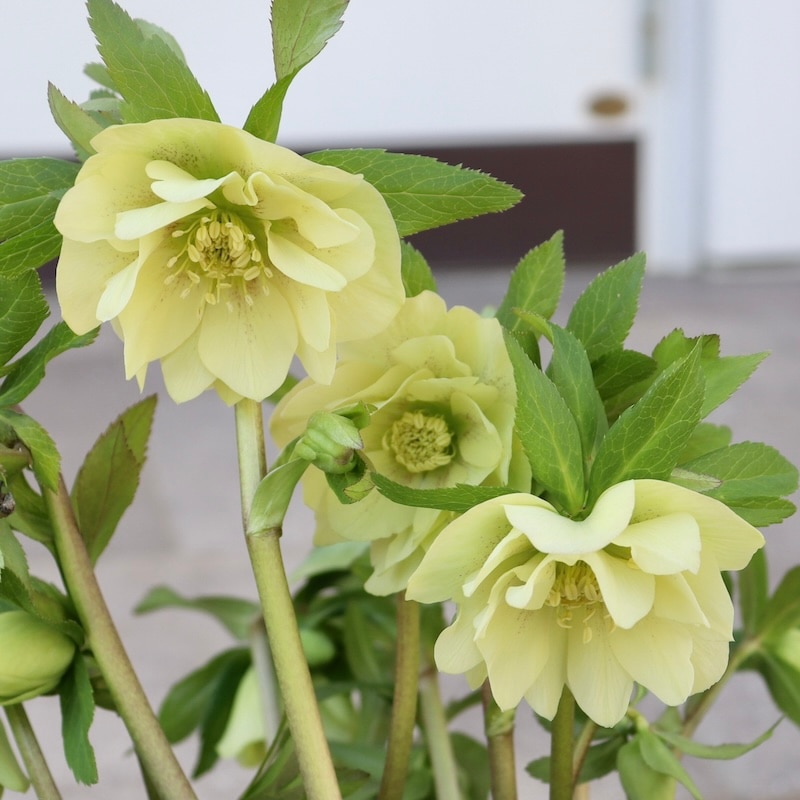 自然開花♪風散歩で3年】現品1点限り☆クリスマスローズ・アネモネ咲き