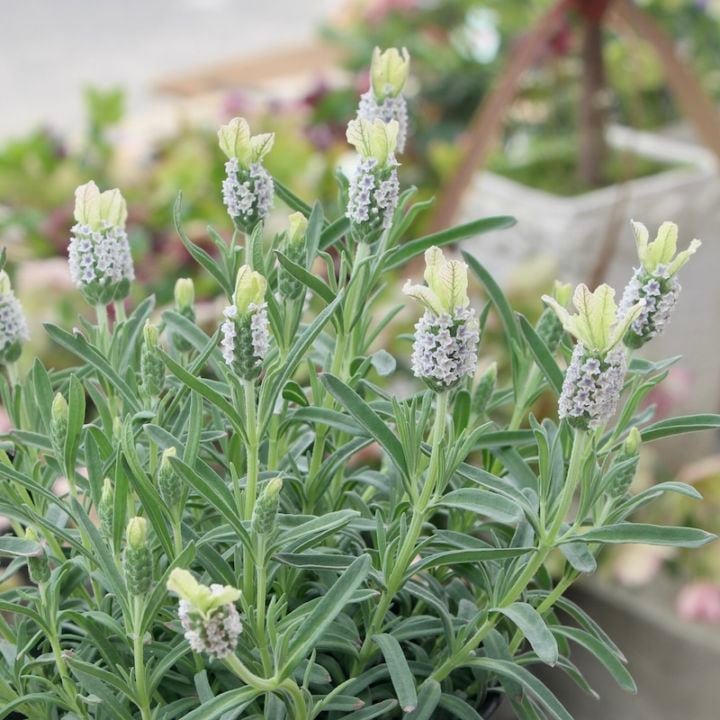 ボリューム満点株♪フレンチラベンダー「クリスタルフィン」(3号ロング