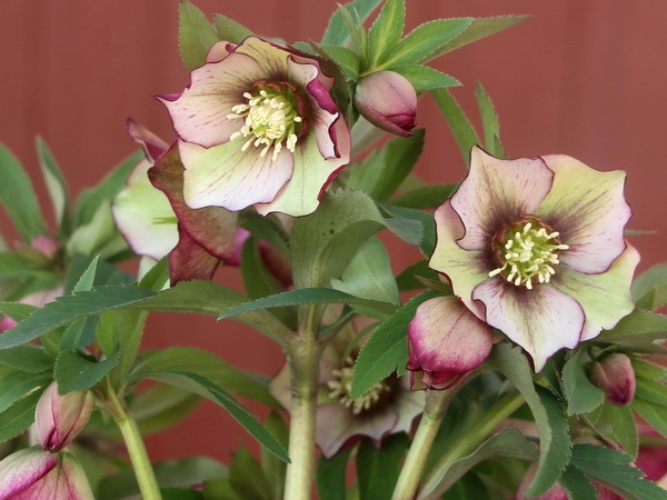 MIYABI様ご依頼品 クリスマスローズ2点 フレグランス プチドール 園芸