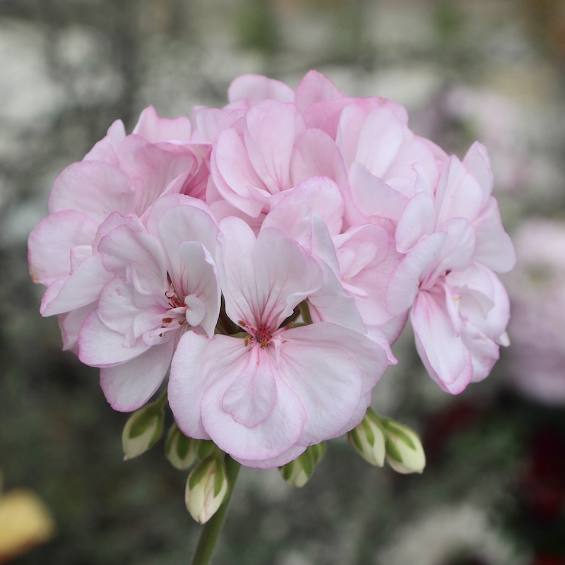 風散歩おすすめの花☆PAC社ゼラニウム・クオリティー「ピンクレース