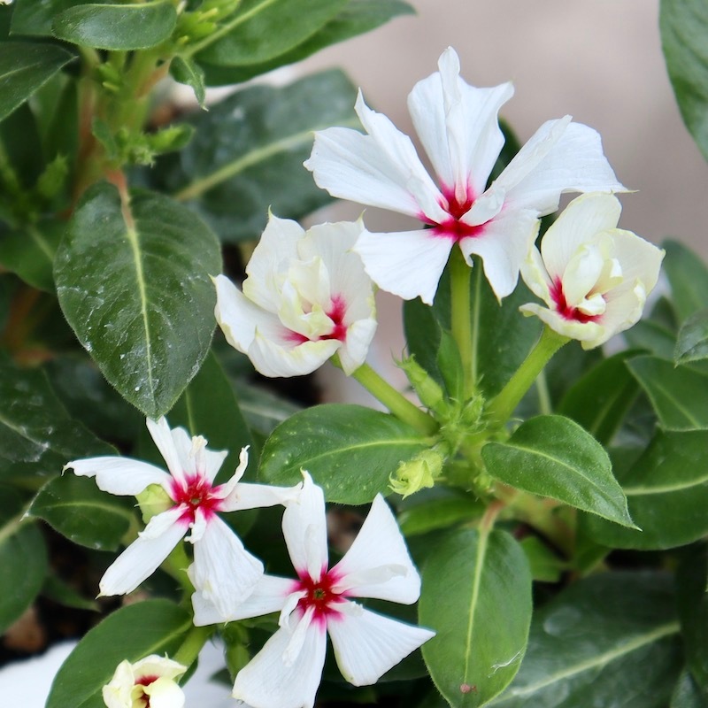 NEW八重咲き☆北島園芸さんのビンカ(日々草)ミラシリーズ「ユニコーン