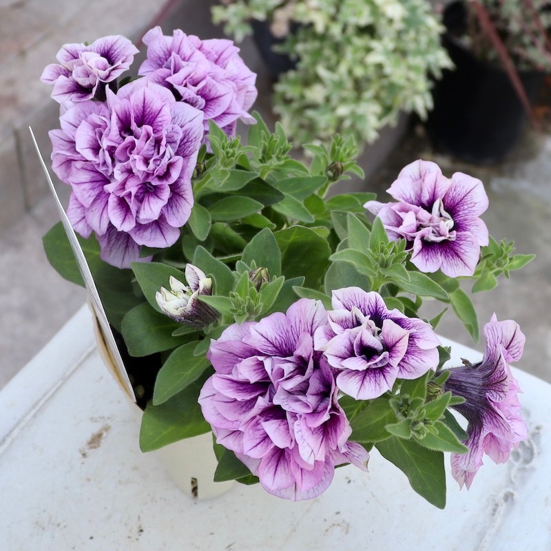 残り僅か♪八重咲きペチュニア・フラメンコ「ラベンダーピンク」(3.5号