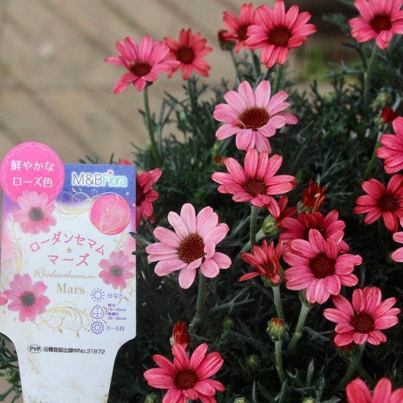 ボリューム満点☆蕾ぎっしり咲き始め株♪ローダンセマム「マーズ」