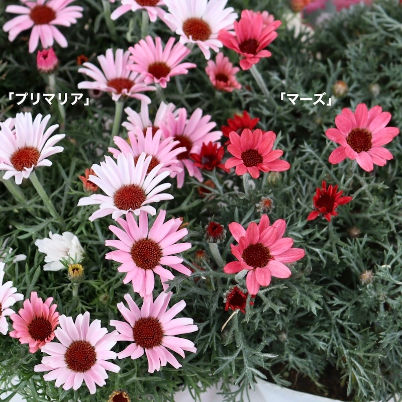 ボリューム満点☆蕾ぎっしり咲き始め株♪ローダンセマム「マーズ」