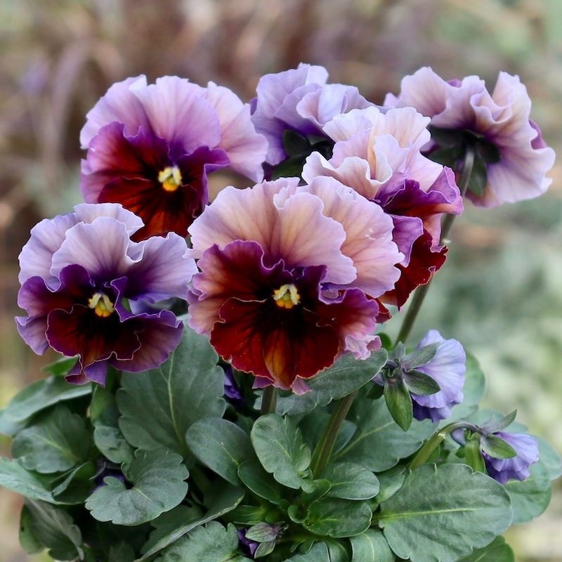 来シーズン発売予定の新品種】画像の花色みっけ!! 桂楓園さんの