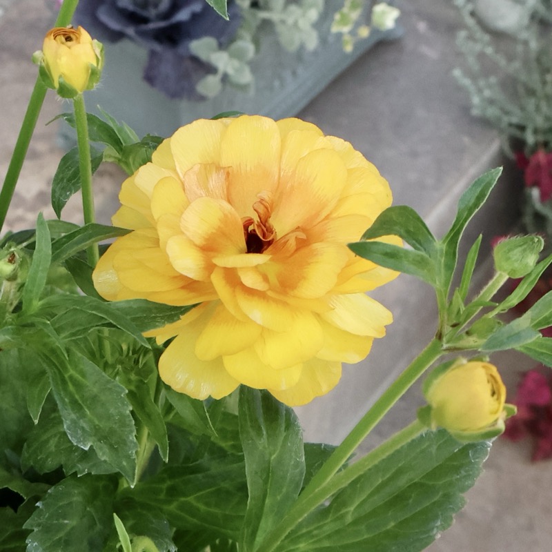 お値打ちの特大株!!《画像(最後の5枚)の現品1点限り》ラナンキュラス