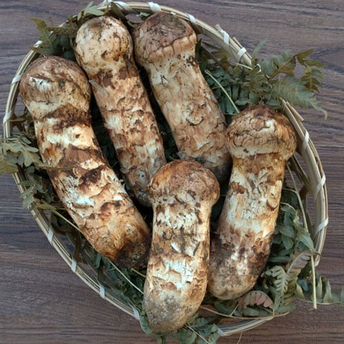 松茸（マツタケ・つぼみ大）販売！ 【 天然きのこ山菜.com 】