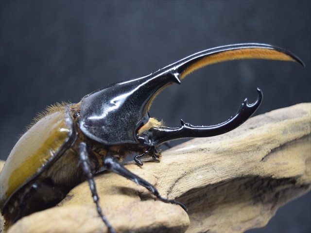 希少】ヘラクレスリッキー133mmペア【ウカヤリ産】 | 外国産