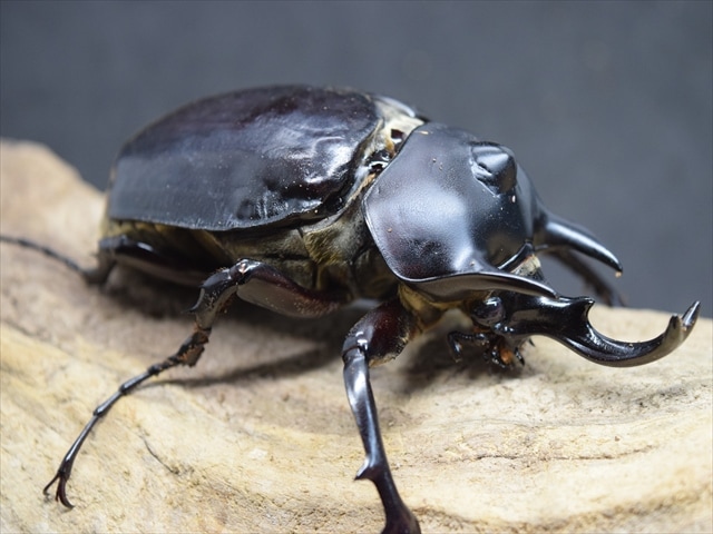 成虫ペア】アクティオンゾウカブト（アクタエオンゾウカブト）【新成虫