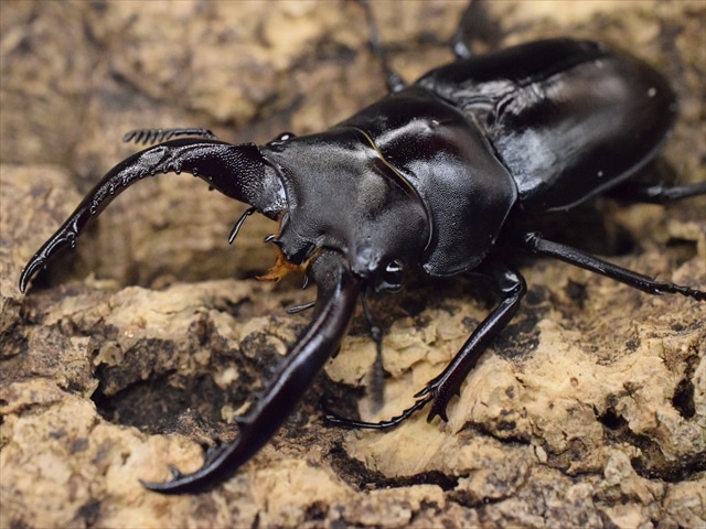 フォルスターフタマタクワガタ（亜種キヨタミ）60mmペア | すべての