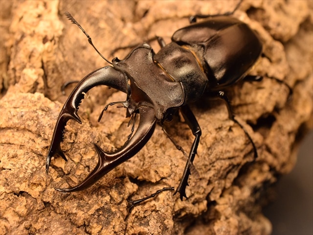 ♂単品】アクベシアヌスミヤマクワガタ78mm | 外国産クワガタ 成虫 | 極