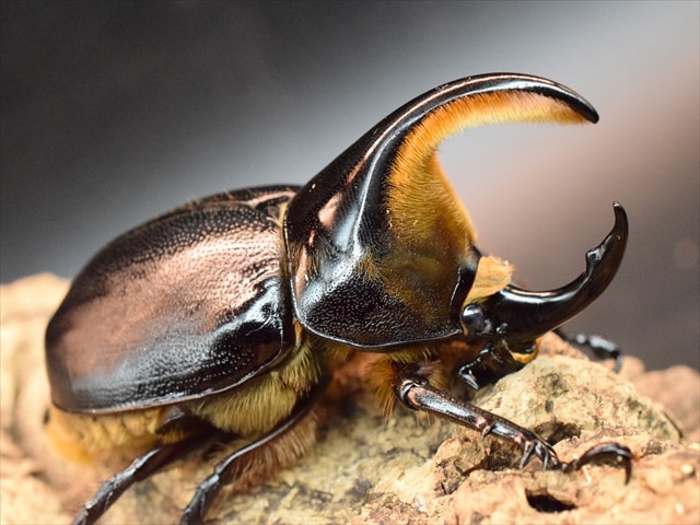 新成虫】サタンオオカブト83mmペア | すべての商品 | 極