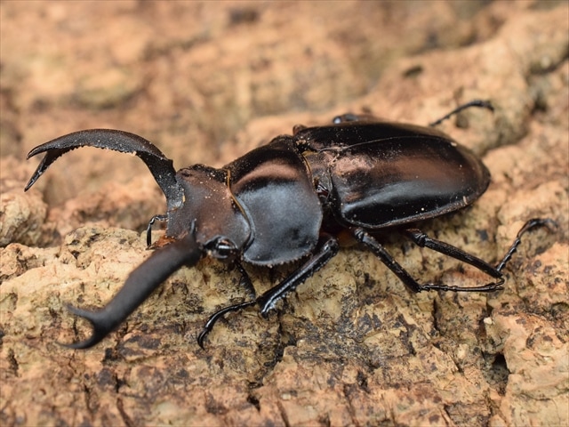 標本用】ディディエールシカクワガタ54mm | すべての商品 | 極